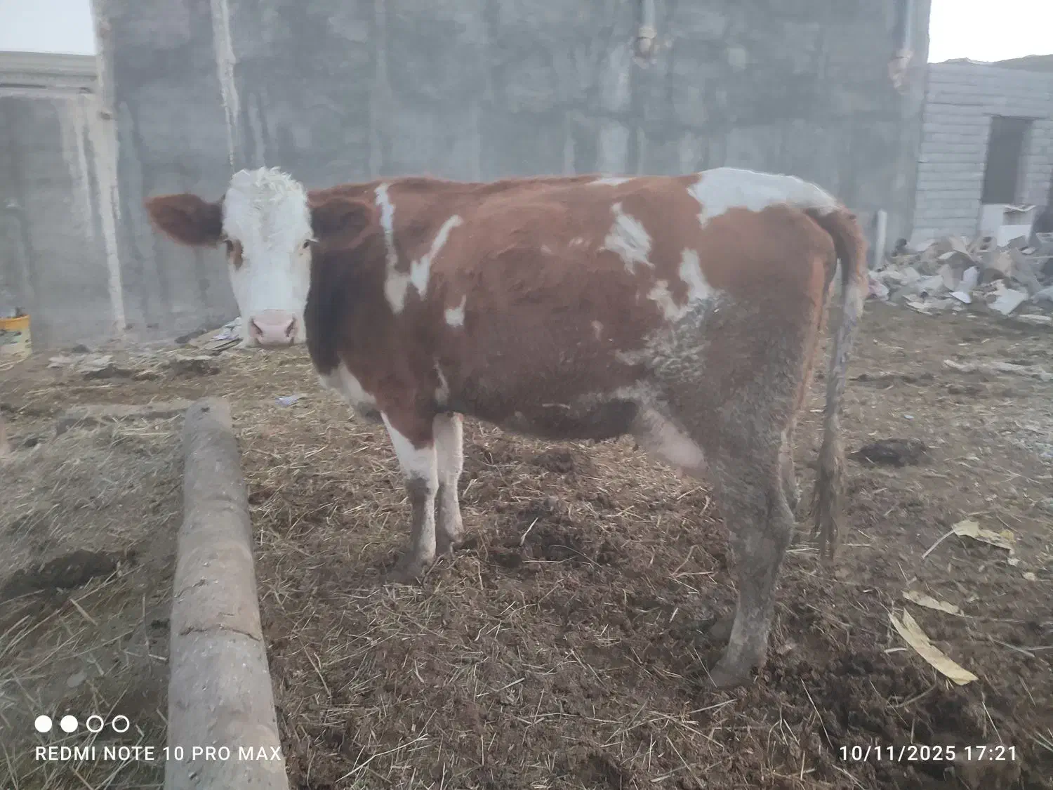 گاو سیمنتال شکم دوم|حیوانات مزرعه|هشترود, |دیوار