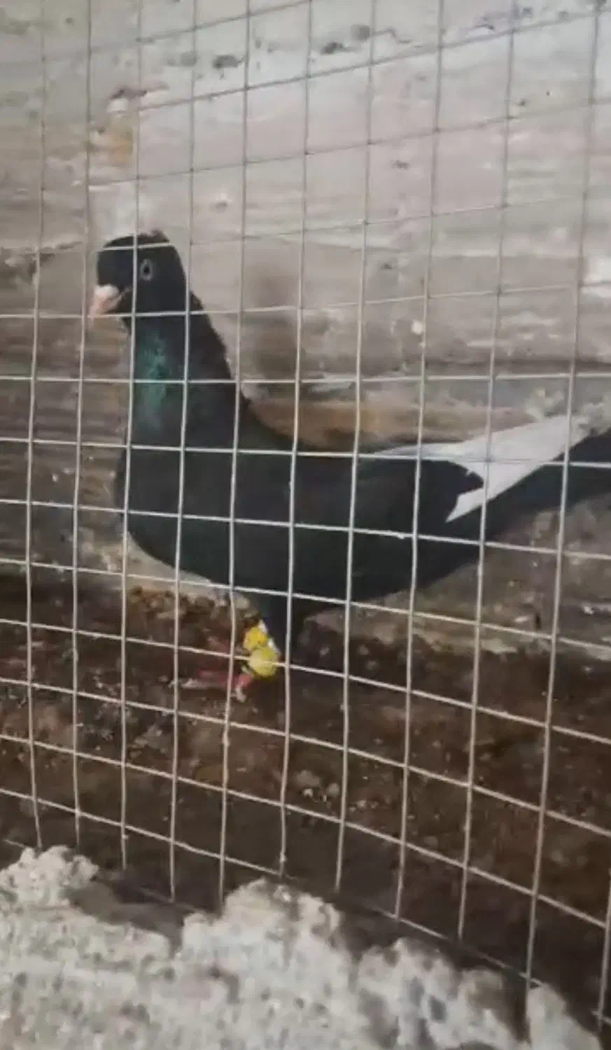 ۸کبوتر رنگی|پرنده|بوئین زهرا, |دیوار