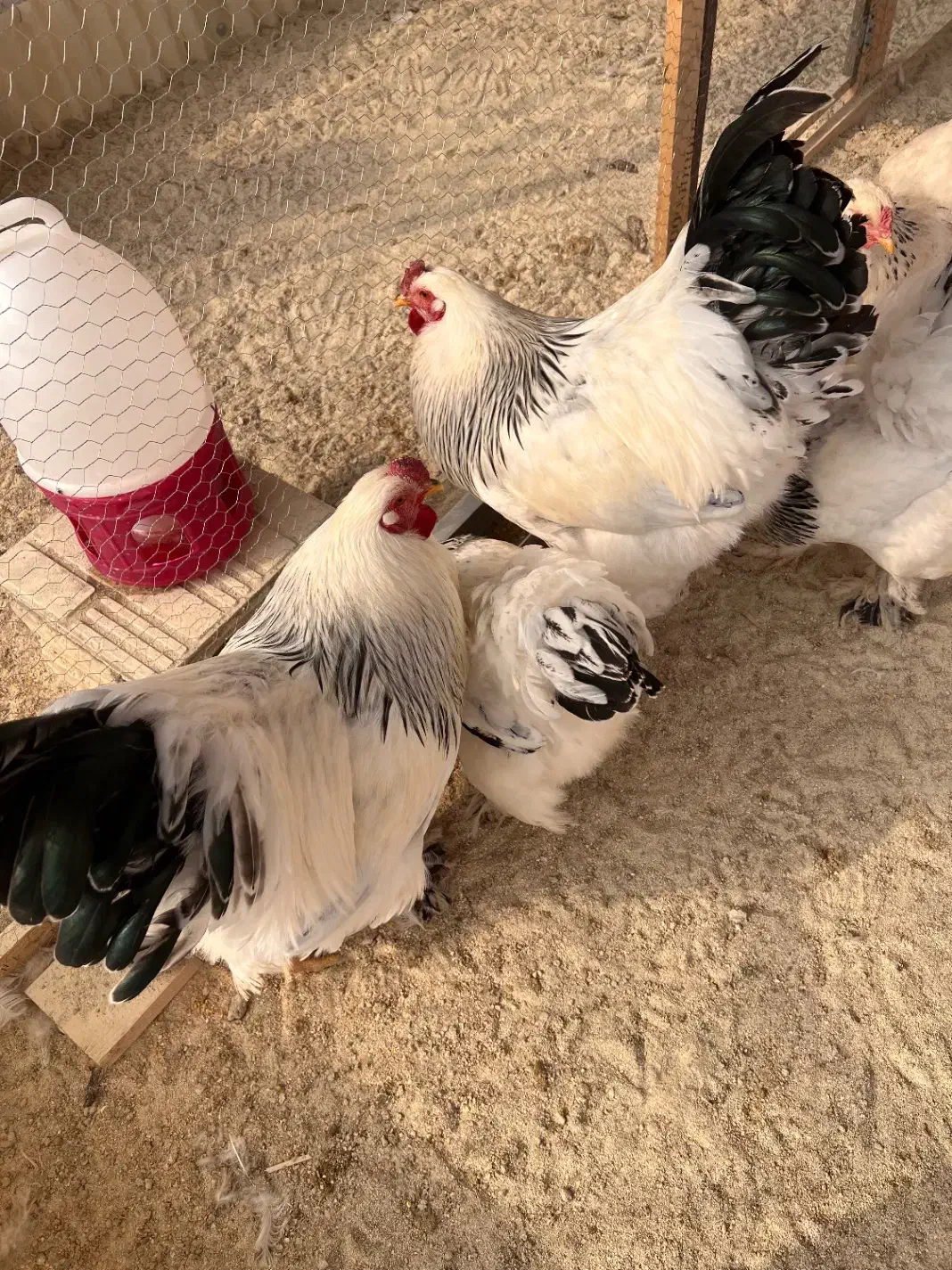 تخم نطفه دار برهما لایت ازمولدین غول پیکر|حیوانات مزرعه|کاشان, صفی آباد|دیوار