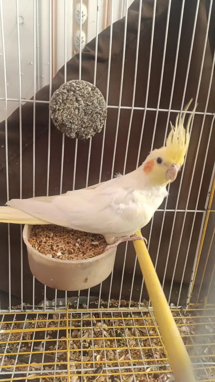 عروس هلندی|پرنده|سراوان, |دیوار