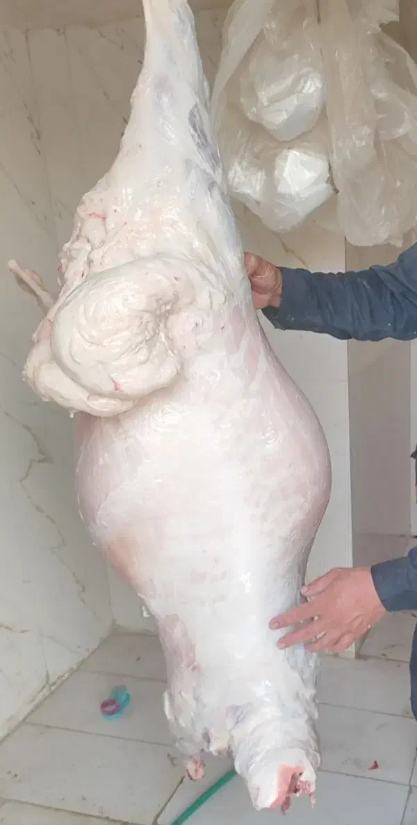 گوشت گوسفندی. گوسفندزنده. قصابی درمحل|حیوانات مزرعه|کرمان, |دیوار