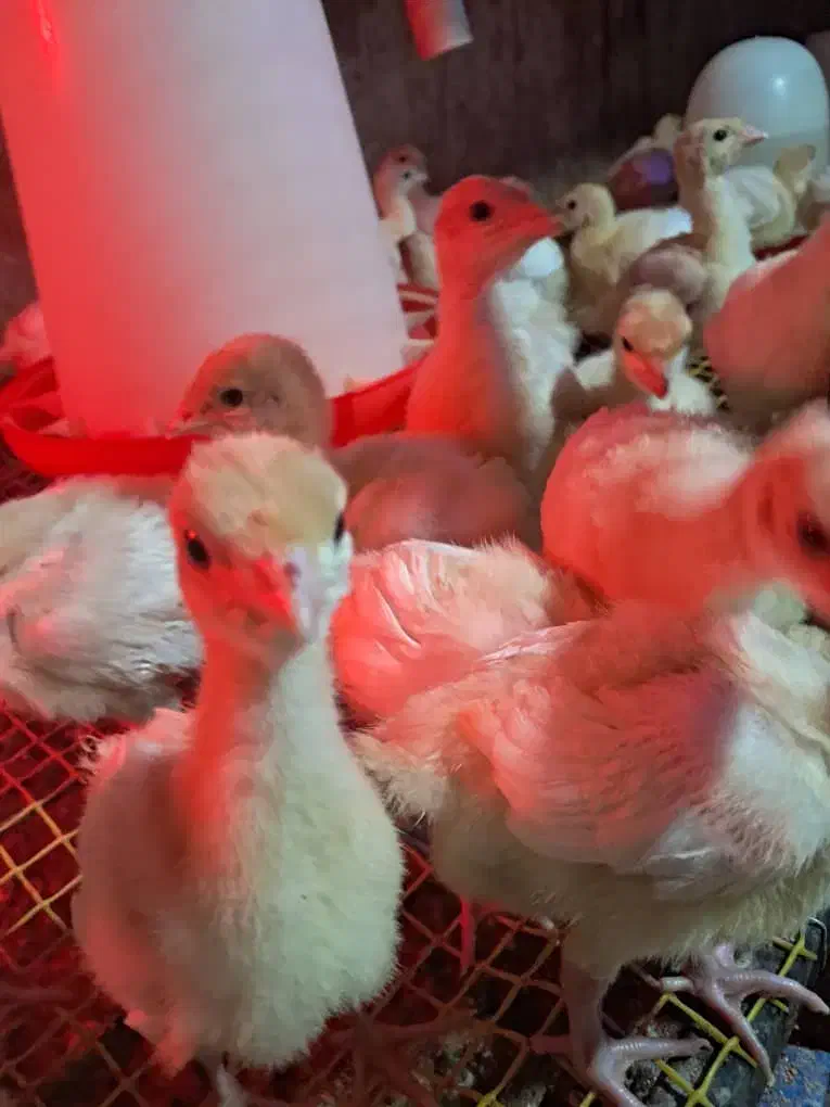 جوجه|حیوانات مزرعه|کلاله, |دیوار