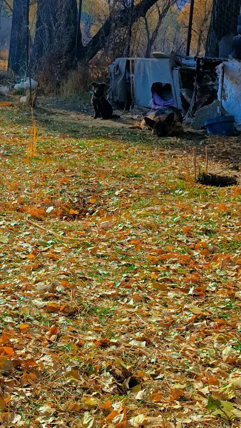 ماده ژرمن فروشی فوری قیمت چهار رو نیم|سگ|خلخال, |دیوار