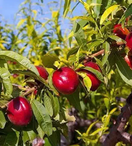 پیشفروش نهال شلیل رفعتی|خدمات باغبانی و درختکاری|بومهن, |دیوار