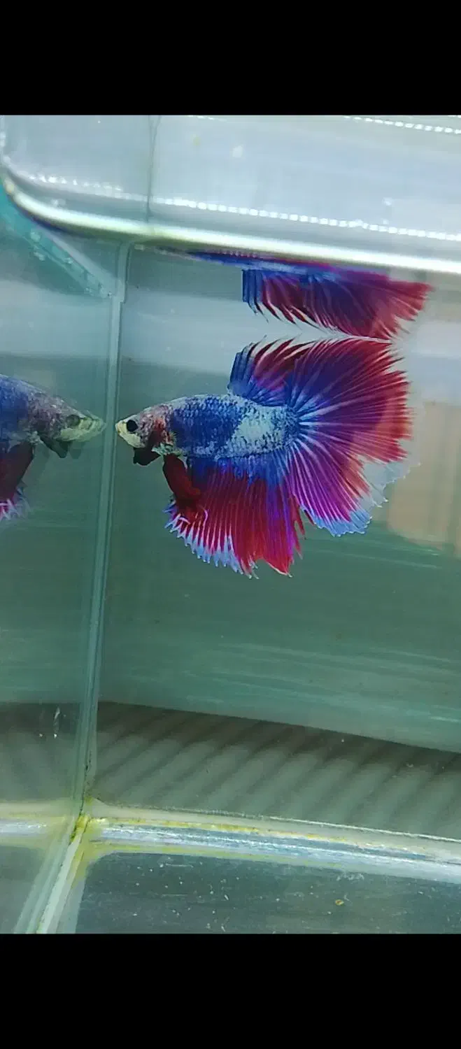 ماهی فایتر|ماهی|تهران, شمیران‌نو|دیوار