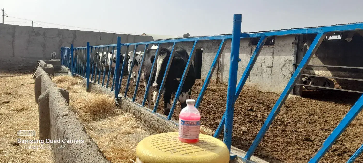 گاو شیری تلیسه با گوساله|حیوانات مزرعه|جلگه رخ, |دیوار