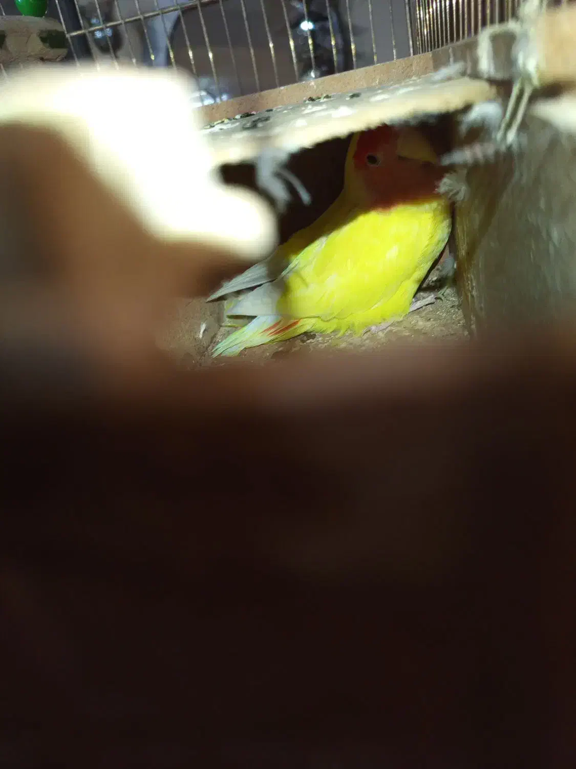 طوطی کوتوله|پرنده|زرند, |دیوار