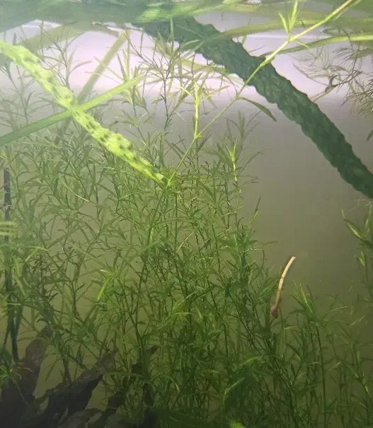 گیاه آکواریومی|ماهی|اراک, |دیوار