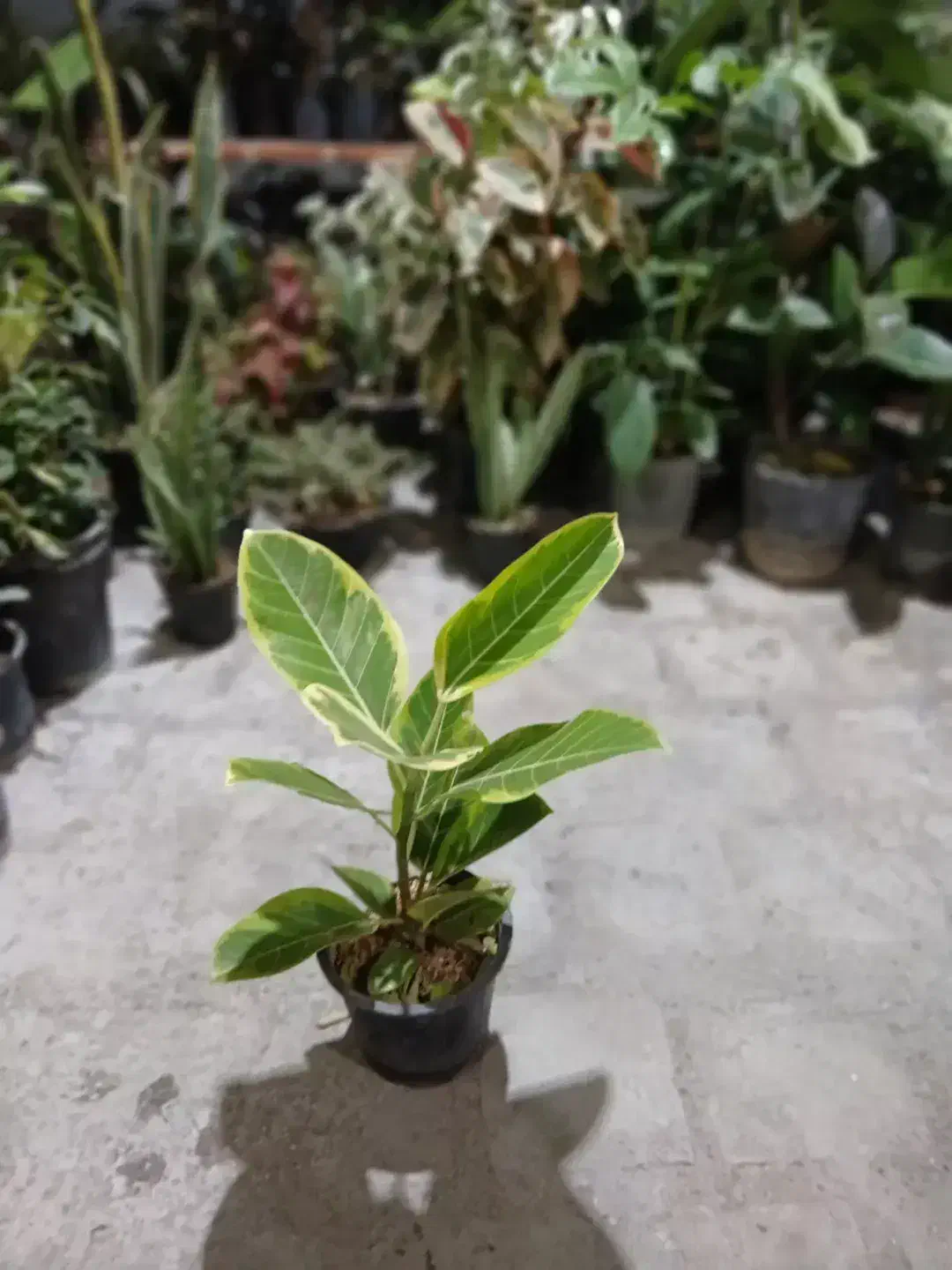 تخفیف ۳۰درصدی گل|گل و گیاه طبیعی|بروجرد, |دیوار