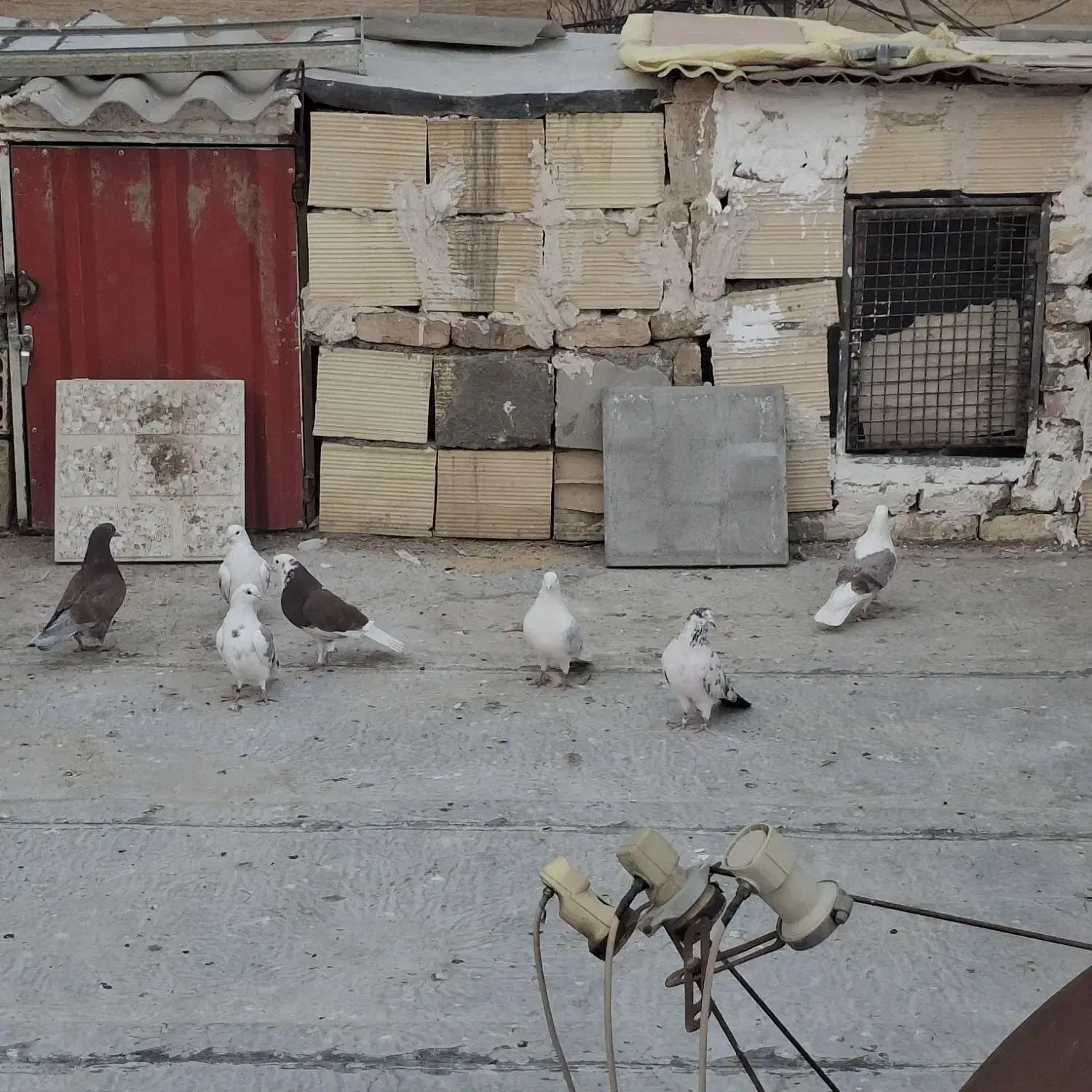 کبوتر|پرنده|قرچک, ولی آباد|دیوار