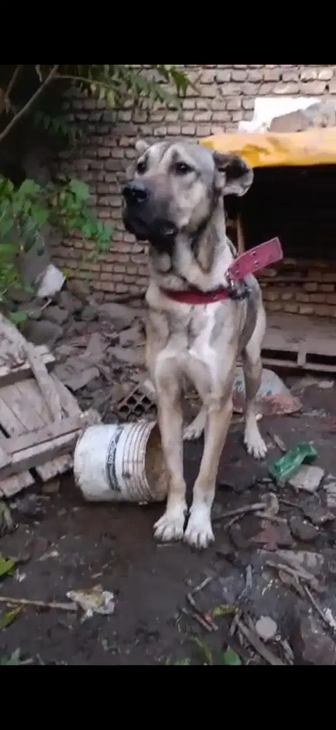 سگ سرابی|سگ|گرگان, |دیوار