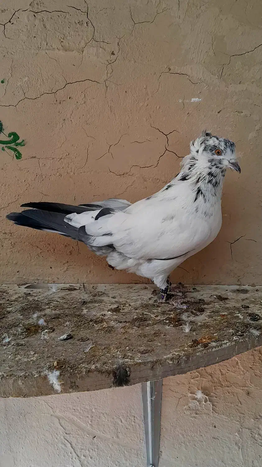 بلند پرواز|پرنده|خوانسار, |دیوار