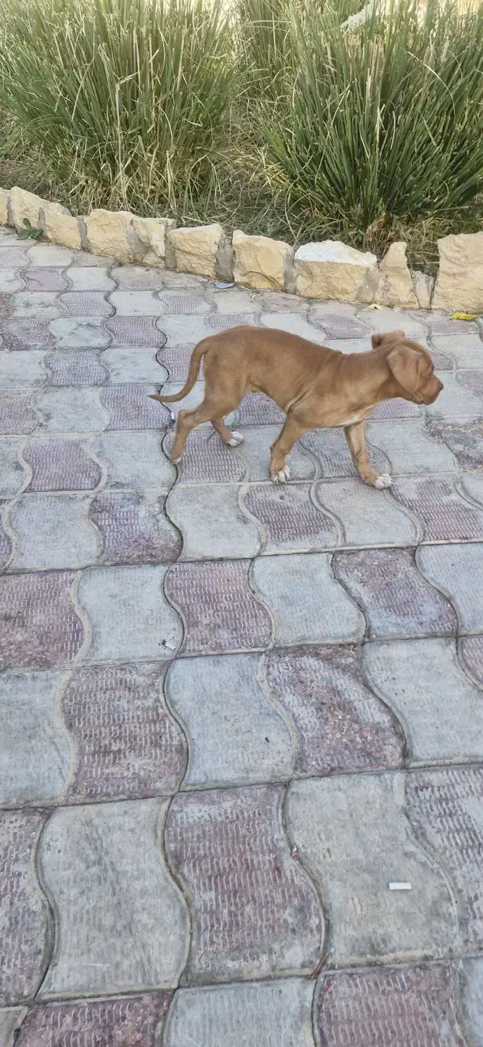 سگ پیت بول اصیل ب شرط|سگ|شیراز, بریجستون|دیوار