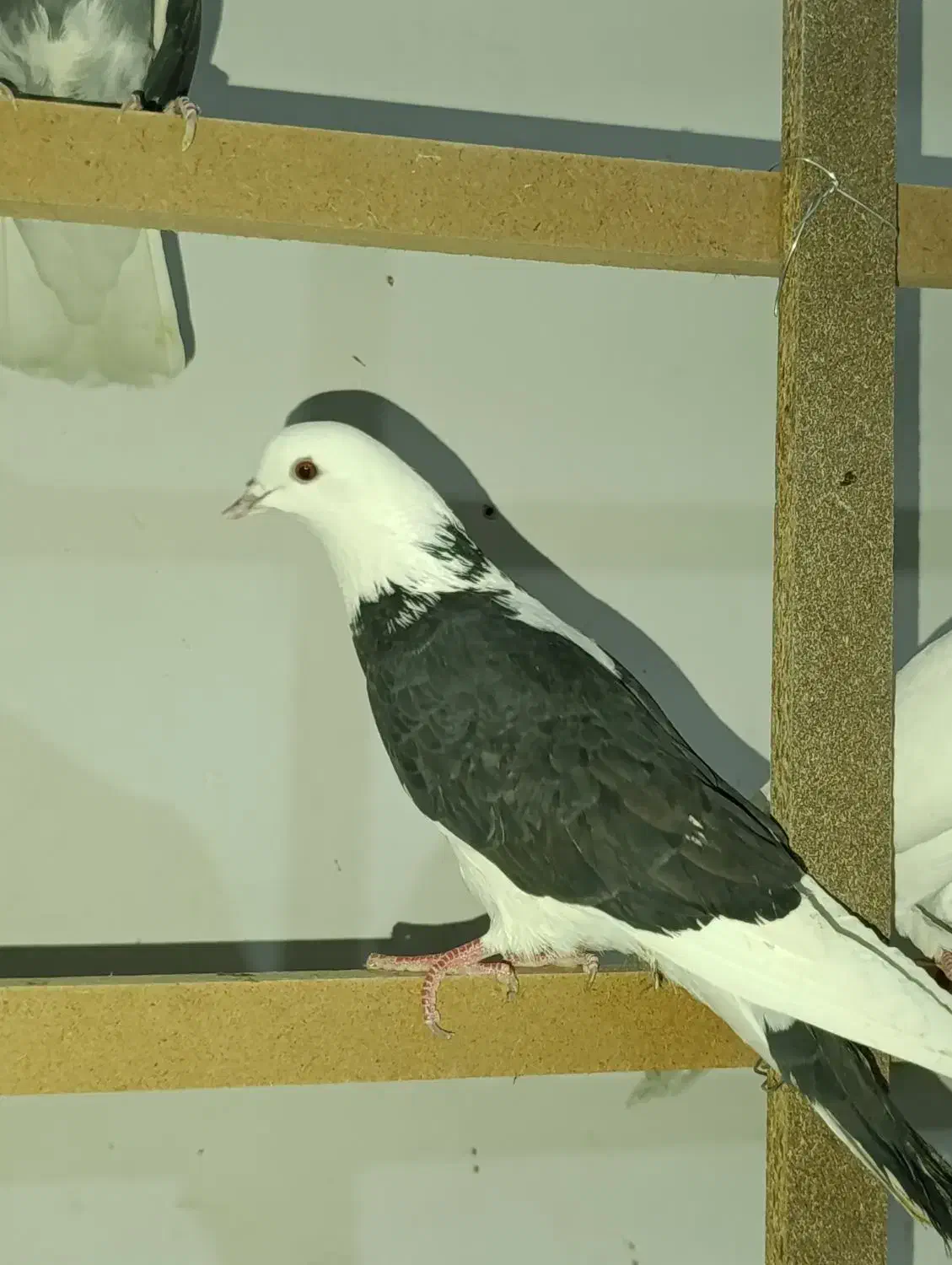 فروش کبوتر پرشی|پرنده|زرندیه, |دیوار