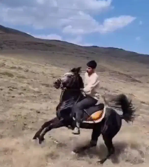 کیان نریان نجیب، سواری دار مجلسی بدون اخلاق بد|اسب و تجهیزات اسبسواری|خوانسار, |دیوار