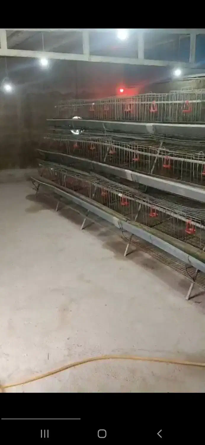 قفس مرغ|لوازم جانبی حیوانات|مشهد, کوی پلیس|دیوار