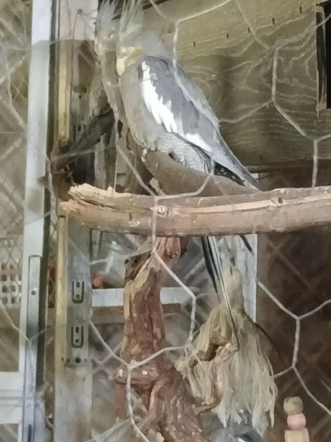 فروش عروس هلندی|پرنده|اندیشه, اندیشه فاز ۴|دیوار