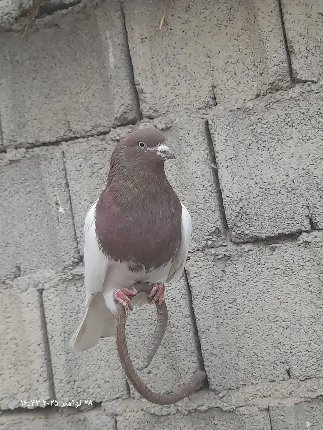 سپع نر و کلفه ماده گرفتنی،|پرنده|ویلکیج, |دیوار