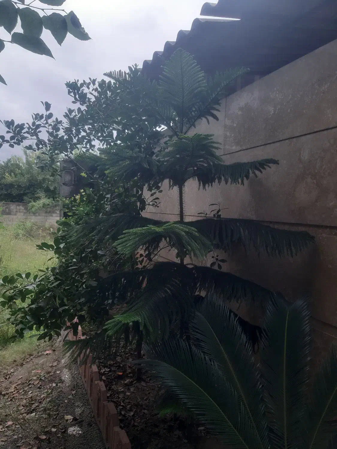 درخت مطبق ۲متری زیبا|گل و گیاه طبیعی|بابل, |دیوار