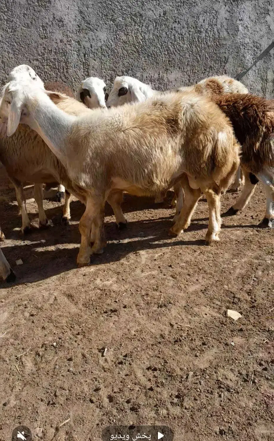 بره نر افشاری|حیوانات مزرعه|زند, |دیوار