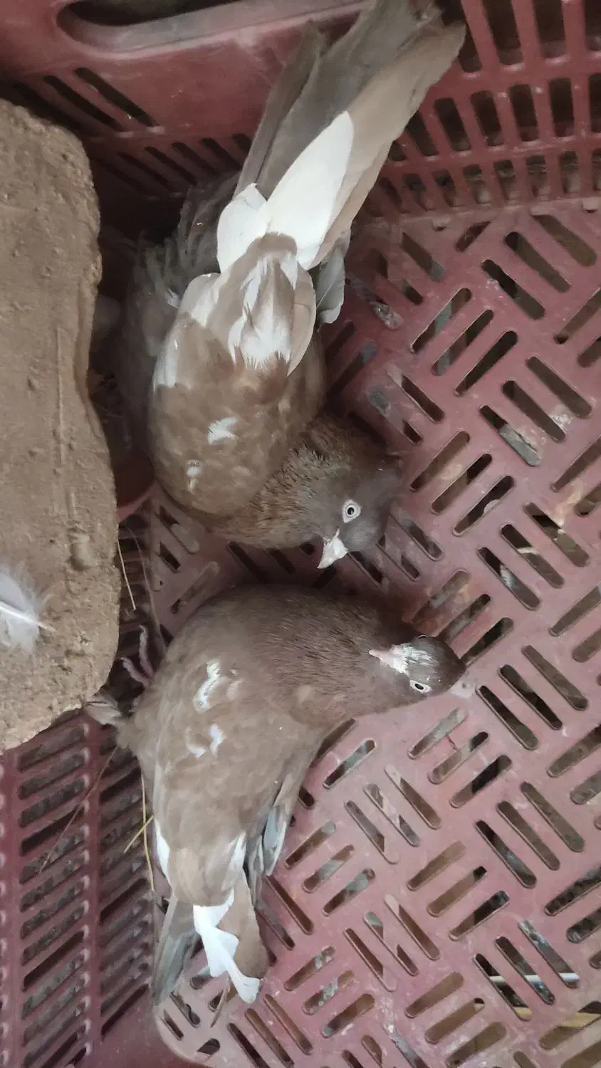 کفتر شیرازی|پرنده|شهرضا, |دیوار