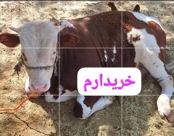 خریدار . گاو گوساله|حیوانات مزرعه|اندیمشک, |دیوار