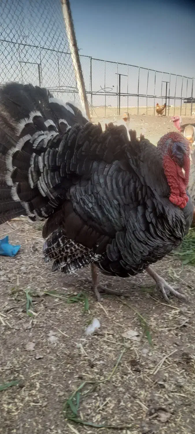 خریدوفروش حیوانات مزرعه حلال گوشت|حیوانات مزرعه|قزوین, |دیوار