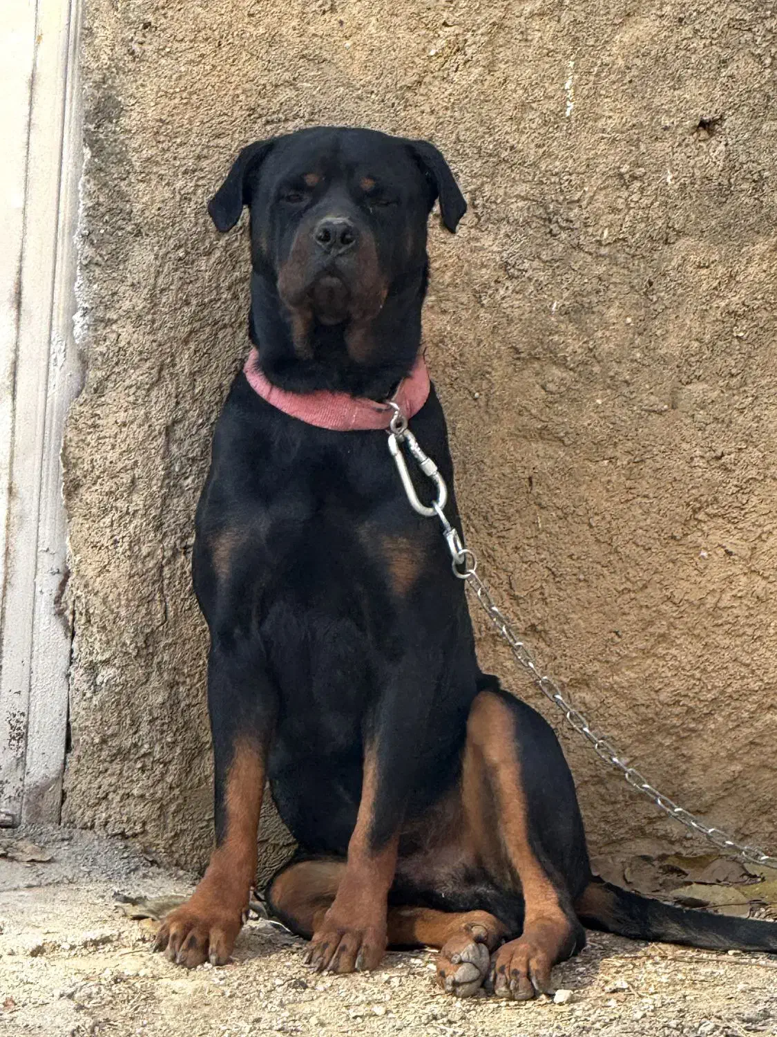 روتوایلر نر آماده کشش|سگ|صحنه, |دیوار