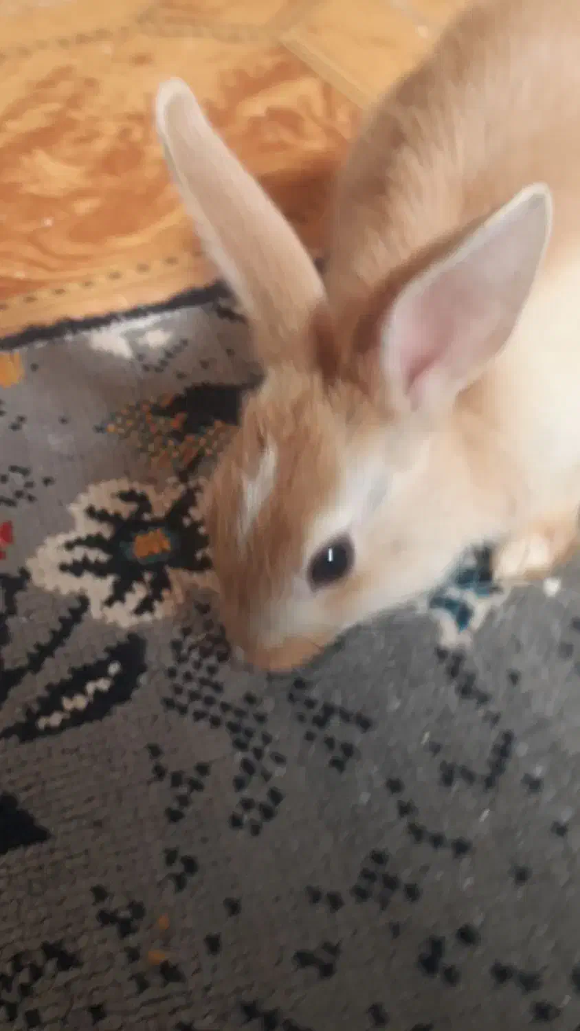 واگذاری حیوان|موش و خرگوش|رامهرمز, |دیوار