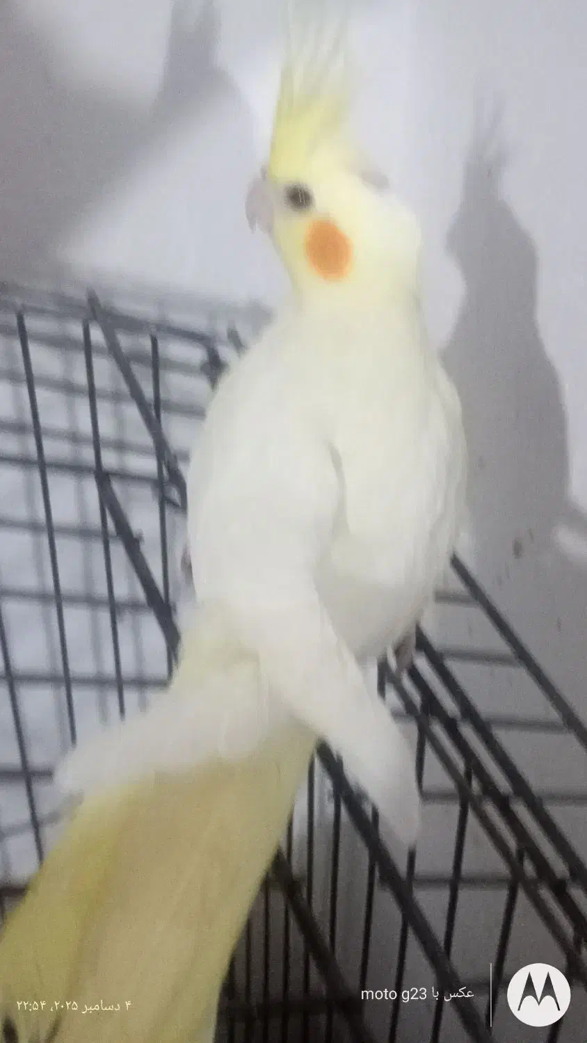 عروس هلندی لوتینو|پرنده|خرمآباد, |دیوار