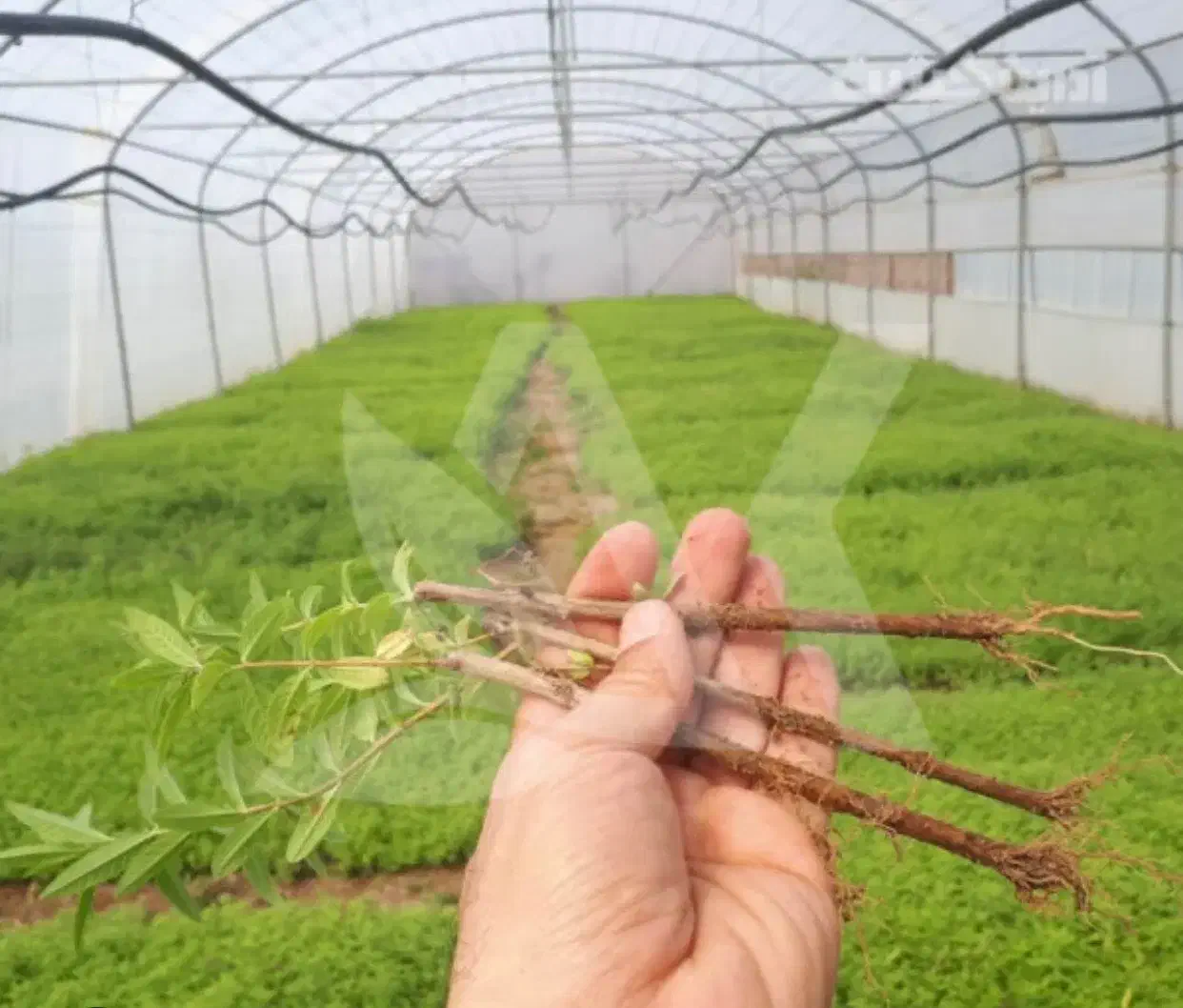 قلمه به لیمو|خدمات باغبانی و درختکاری|باشت, |دیوار