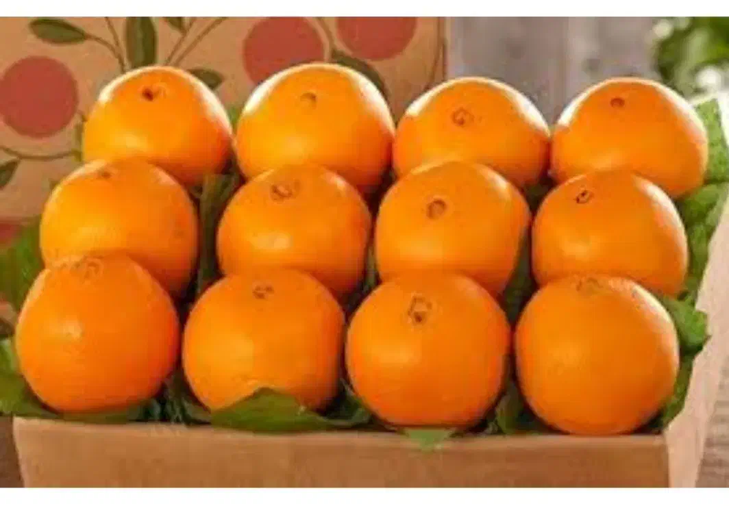 پرتقال تامسون درجه یک شمال|حراج|لنگرود, |دیوار