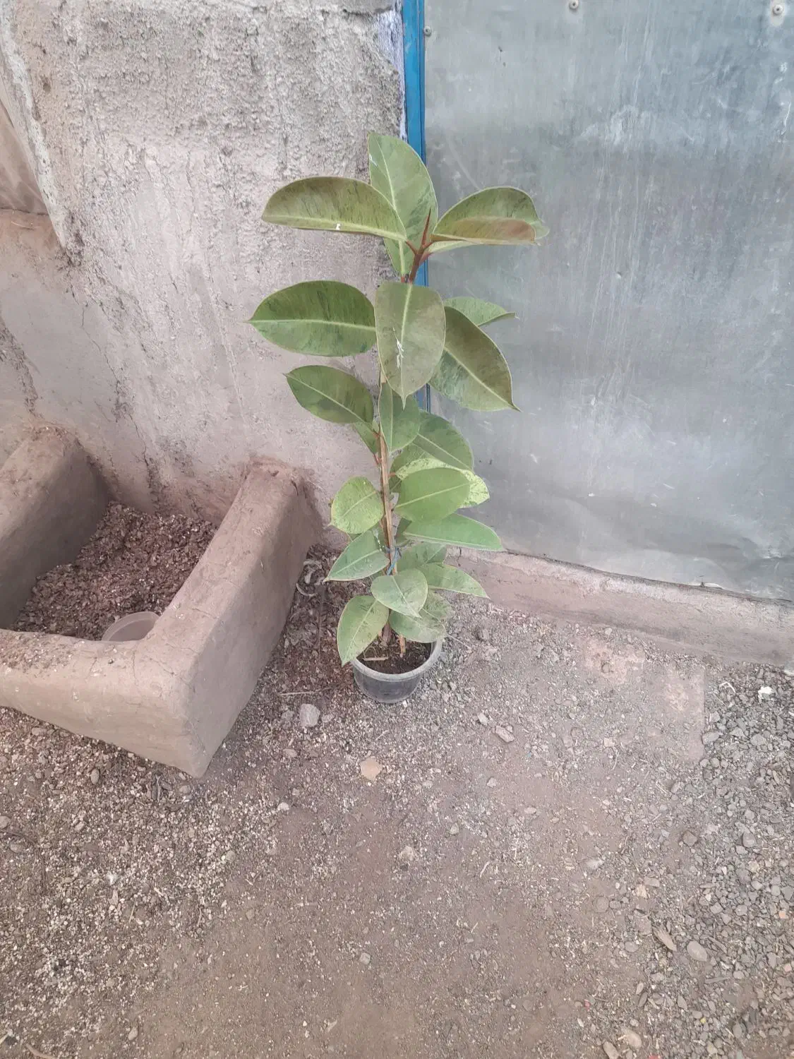 انواع فیلتوس از۱۸۰تا۲۷۰|گل و گیاه طبیعی|تربت جام, تیپ ۳۸ زرهی تربت جام|دیوار