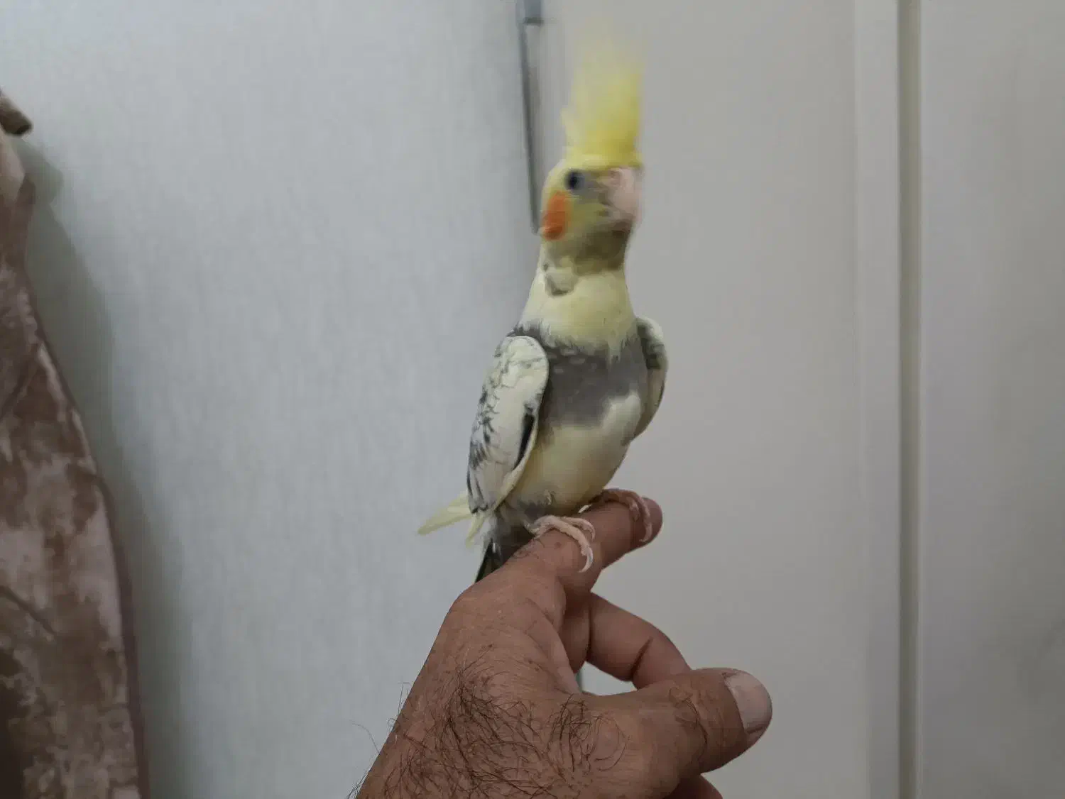 جفت عروس هلندی|پرنده|رشت, کوی غلام نیا|دیوار