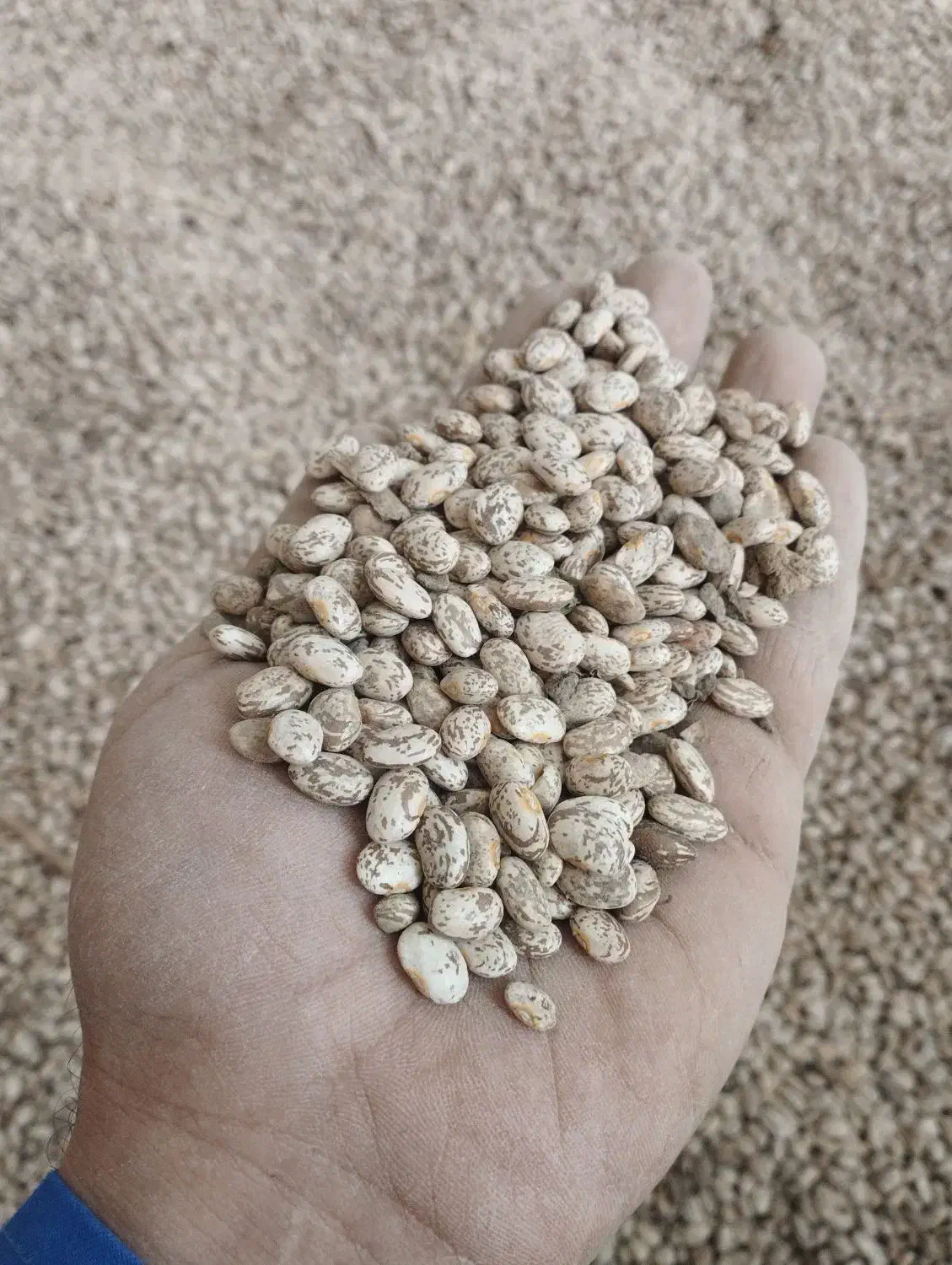 فروش لوبیا|عمدهفروشی|معمولان, |دیوار