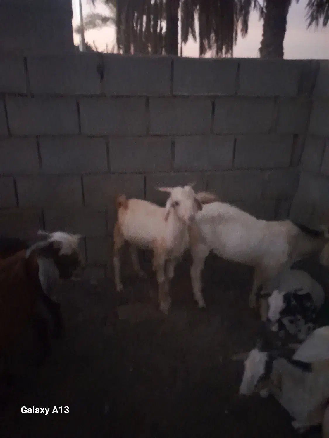 کهره نر|حیوانات مزرعه|میناب, |دیوار