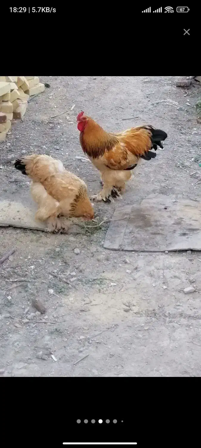 فروش 16 عدد مرغ و خروس برهما ، از نیمچه تا مولد|حیوانات مزرعه|ارومیه, |دیوار