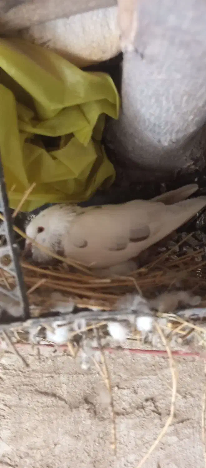 کبوتر|پرنده|منجوان, |دیوار