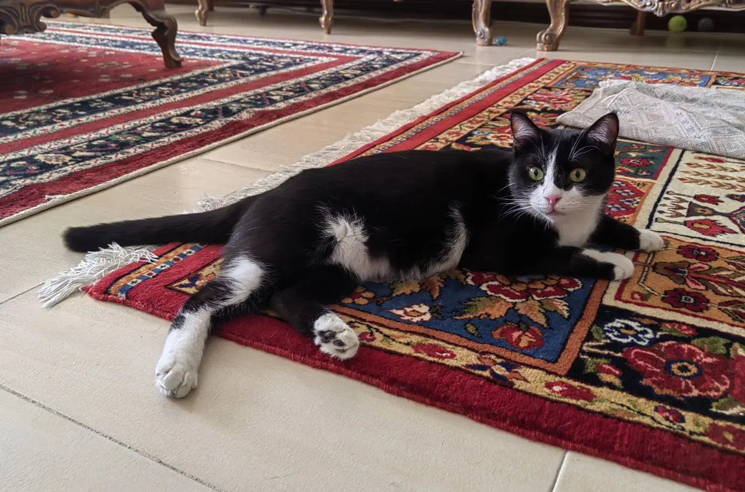 واگذاری گربه دختر عقیم شده تاکسیدو|گربه|شیراز, زرهی|دیوار