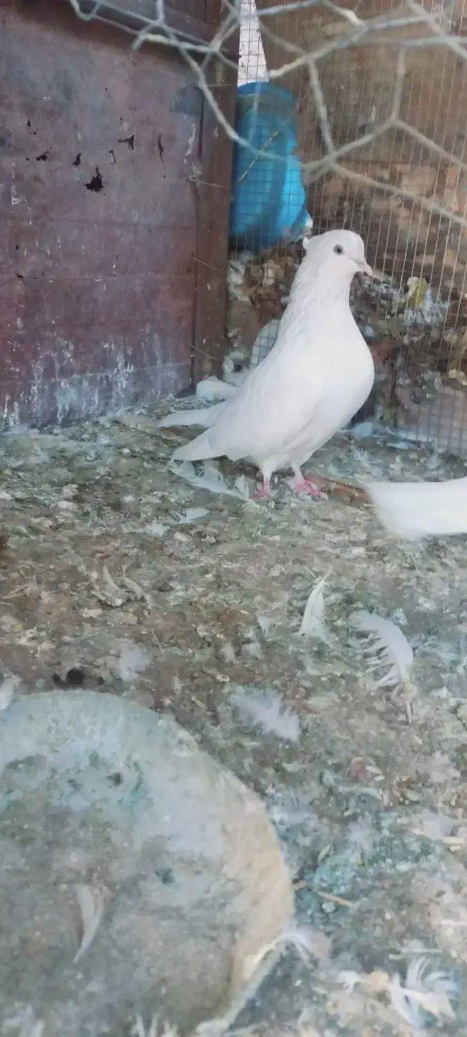 کله ای|پرنده|بم, |دیوار