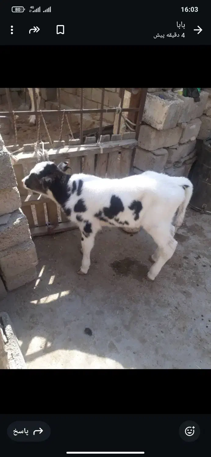 گاو گوساله نر|حیوانات مزرعه|بهبهان, |دیوار