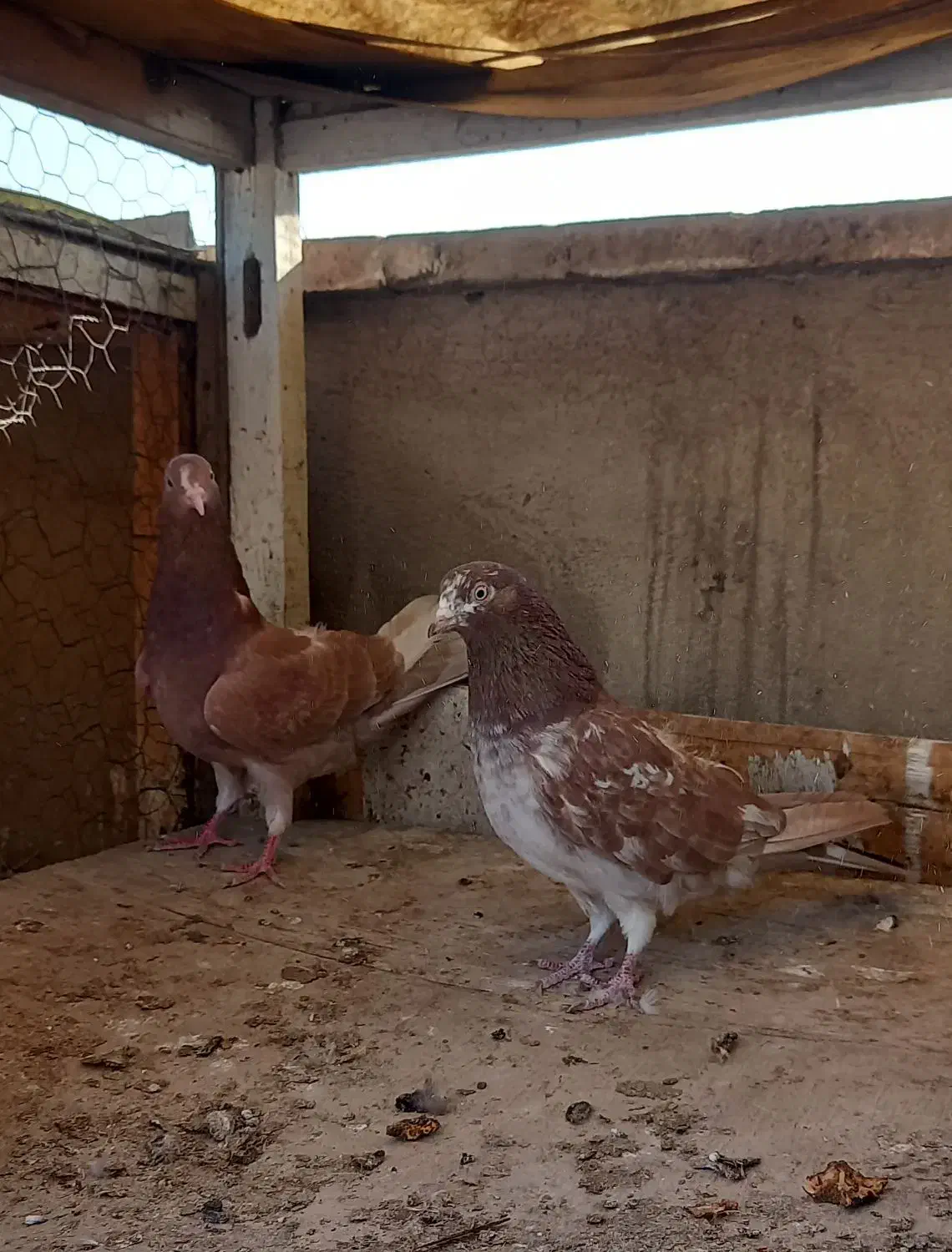 کفتر دوتا ماده انگلیسی|پرنده|ری, سرتخت|دیوار