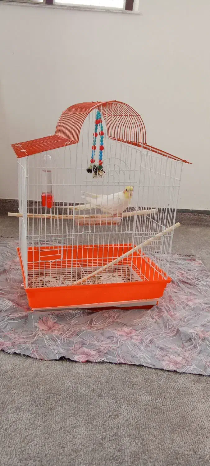 طوطی|پرنده|شاهین دژ, |دیوار