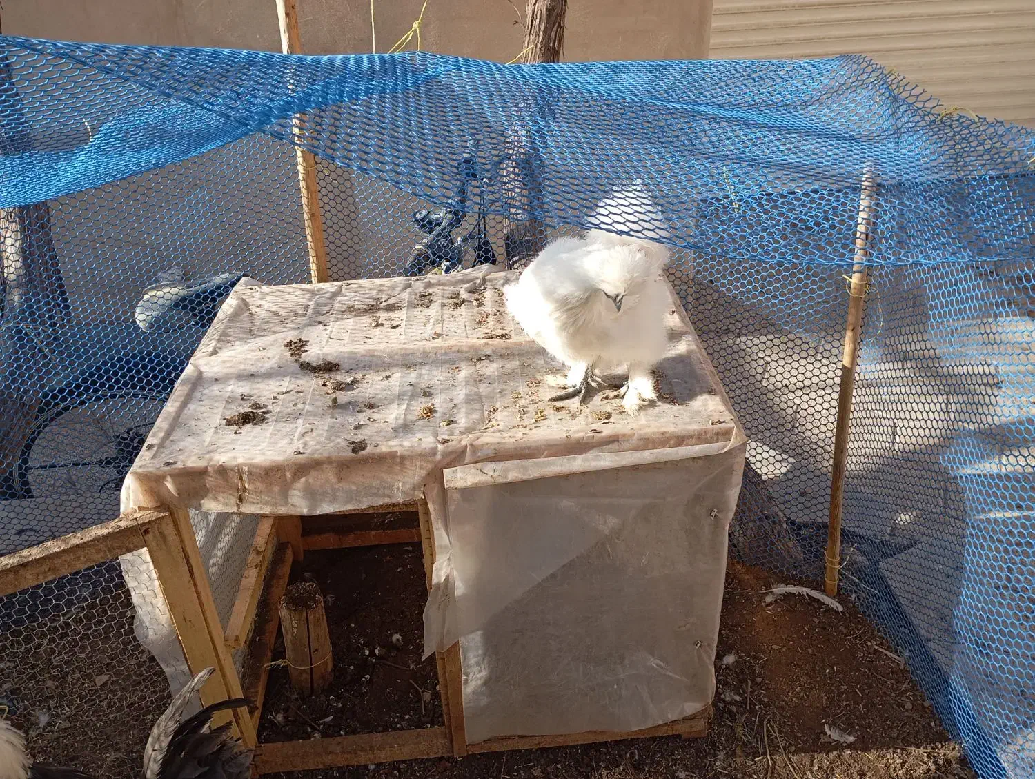 مرغ و خروس|حیوانات مزرعه|نیشابور, شهرک بسیج|دیوار