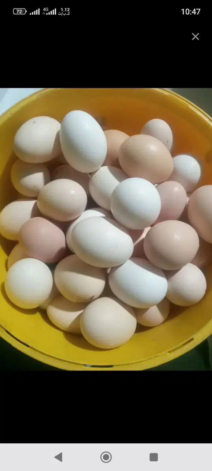 تخم مرغ محلی|خوردنی و آشامیدنی|بافق, |دیوار