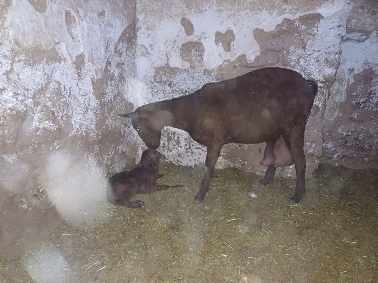 بره نرهای ژنتیکی از پدرتری پلاس مادرهای پرتولید|حیوانات مزرعه|پاریز, |دیوار