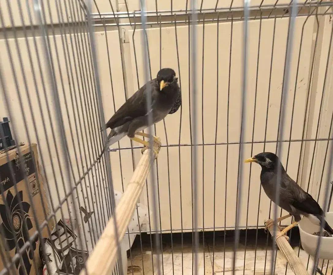 پرنده مینا|پرنده|تهران, عباسآباد|دیوار