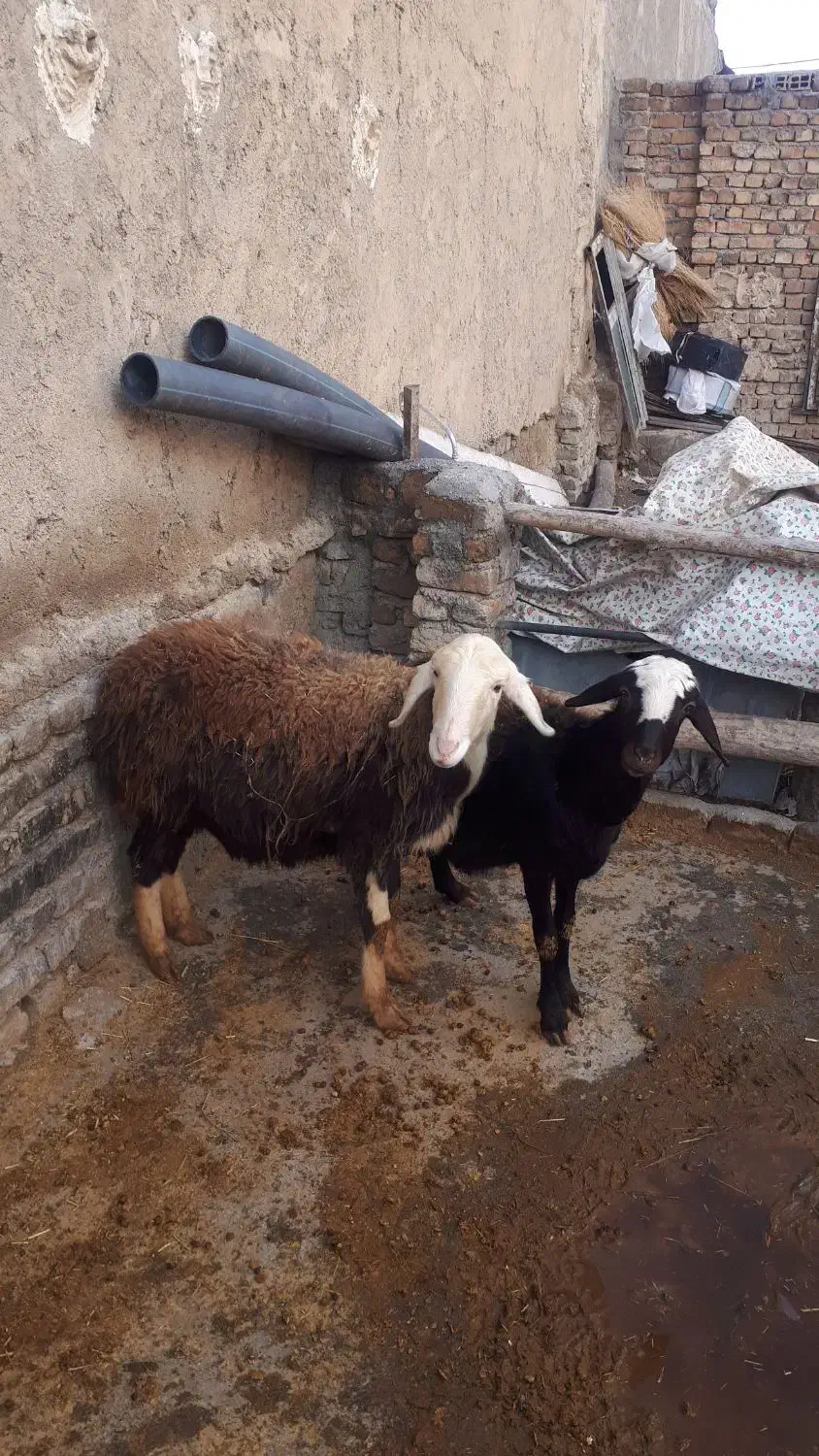 گوسفند|حیوانات مزرعه|بروجرد, |دیوار