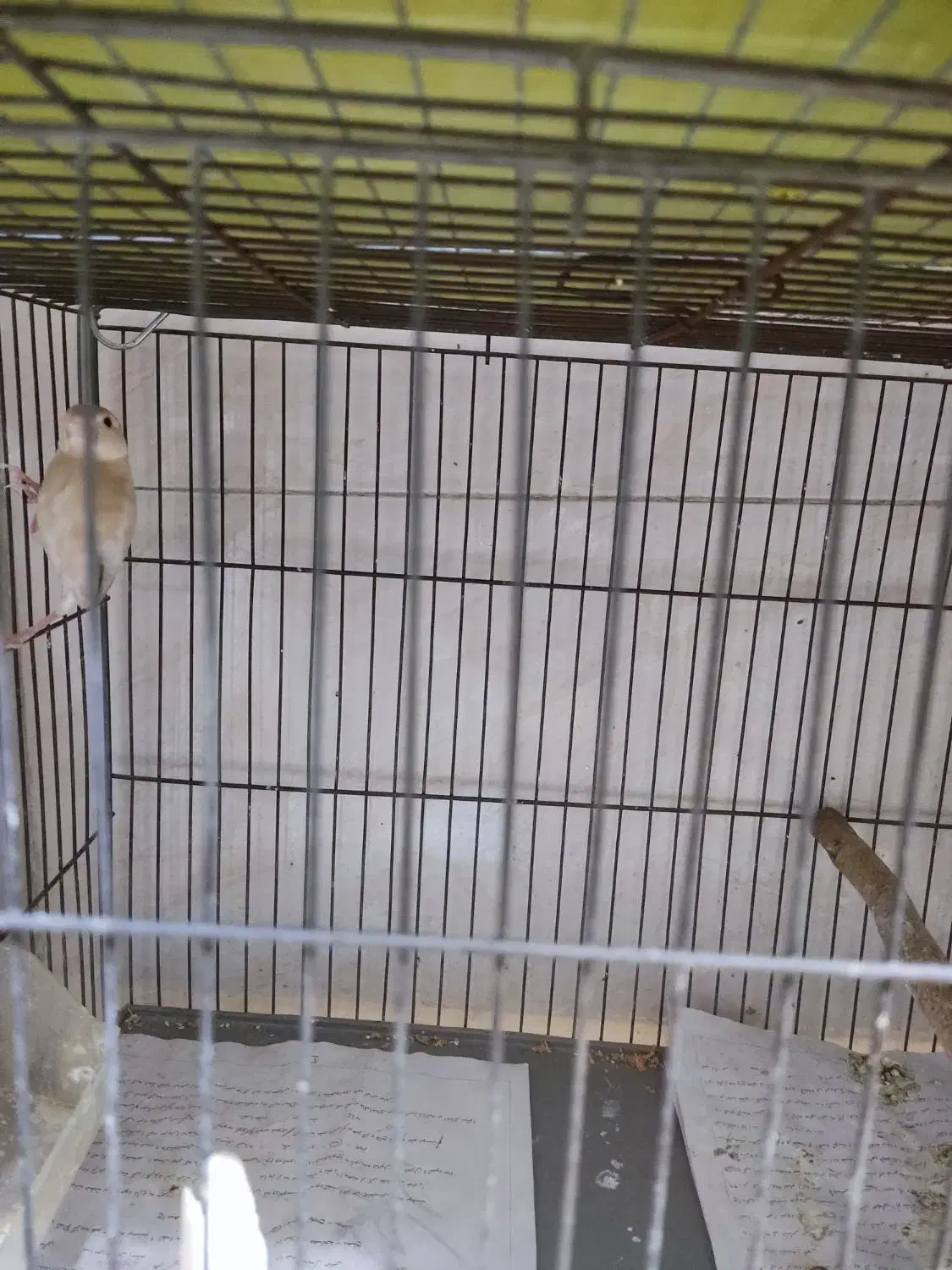 فنج نرگسی یا مصری 18عدد|پرنده|پاکدشت, پاکدشت (مامازند)|دیوار