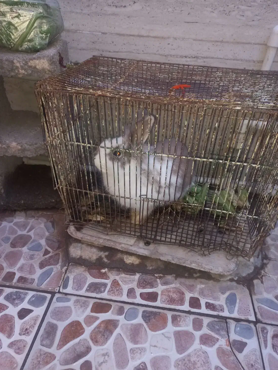 حیوانات|موش و خرگوش|ماهان, |دیوار